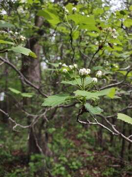 Image of rough hawthorn