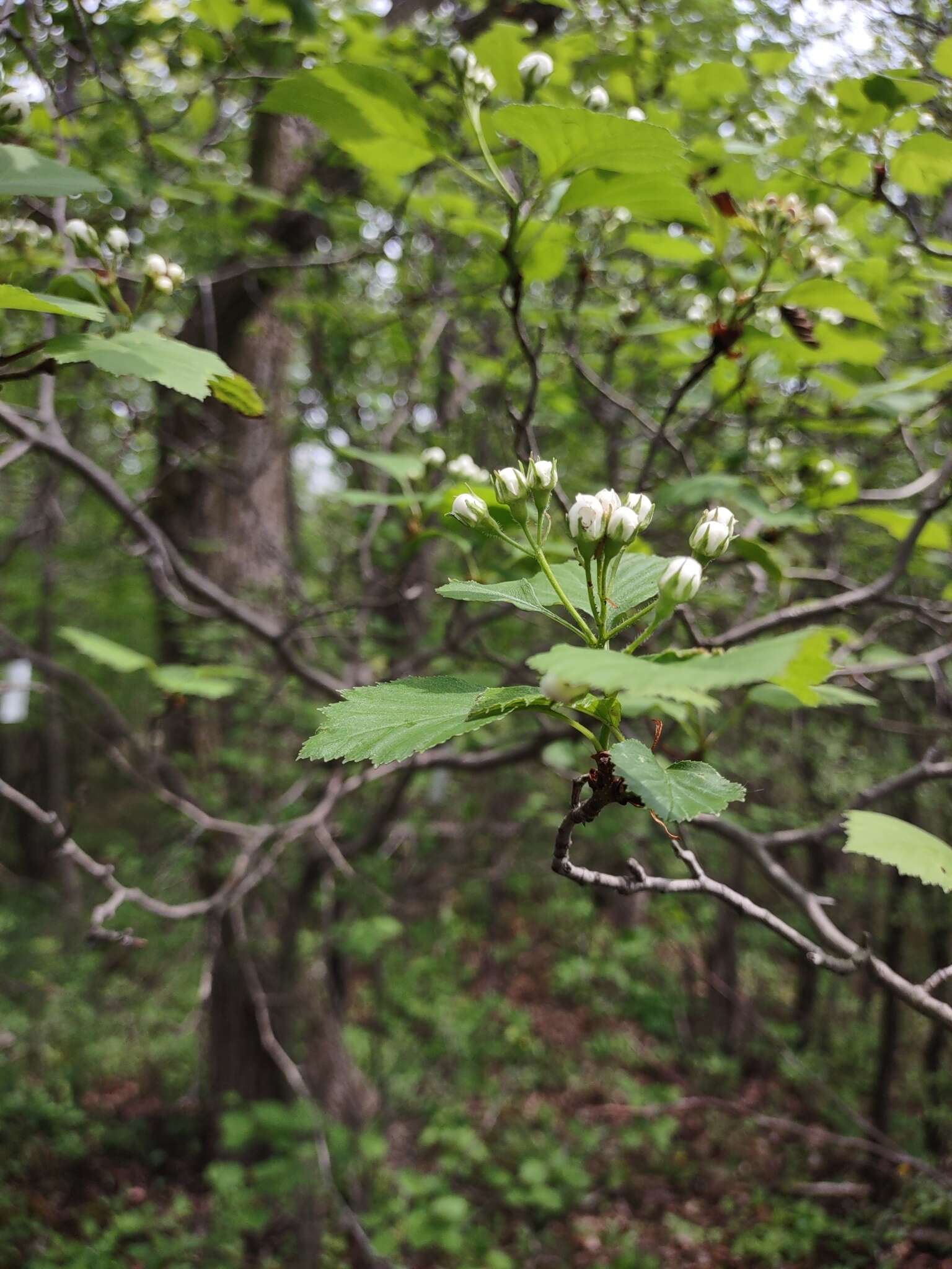 Plancia ëd Crataegus scabrida Sarg.