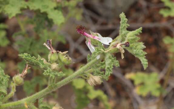 Image de Anisodontea reflexa (Wendl.) D. M. Bates