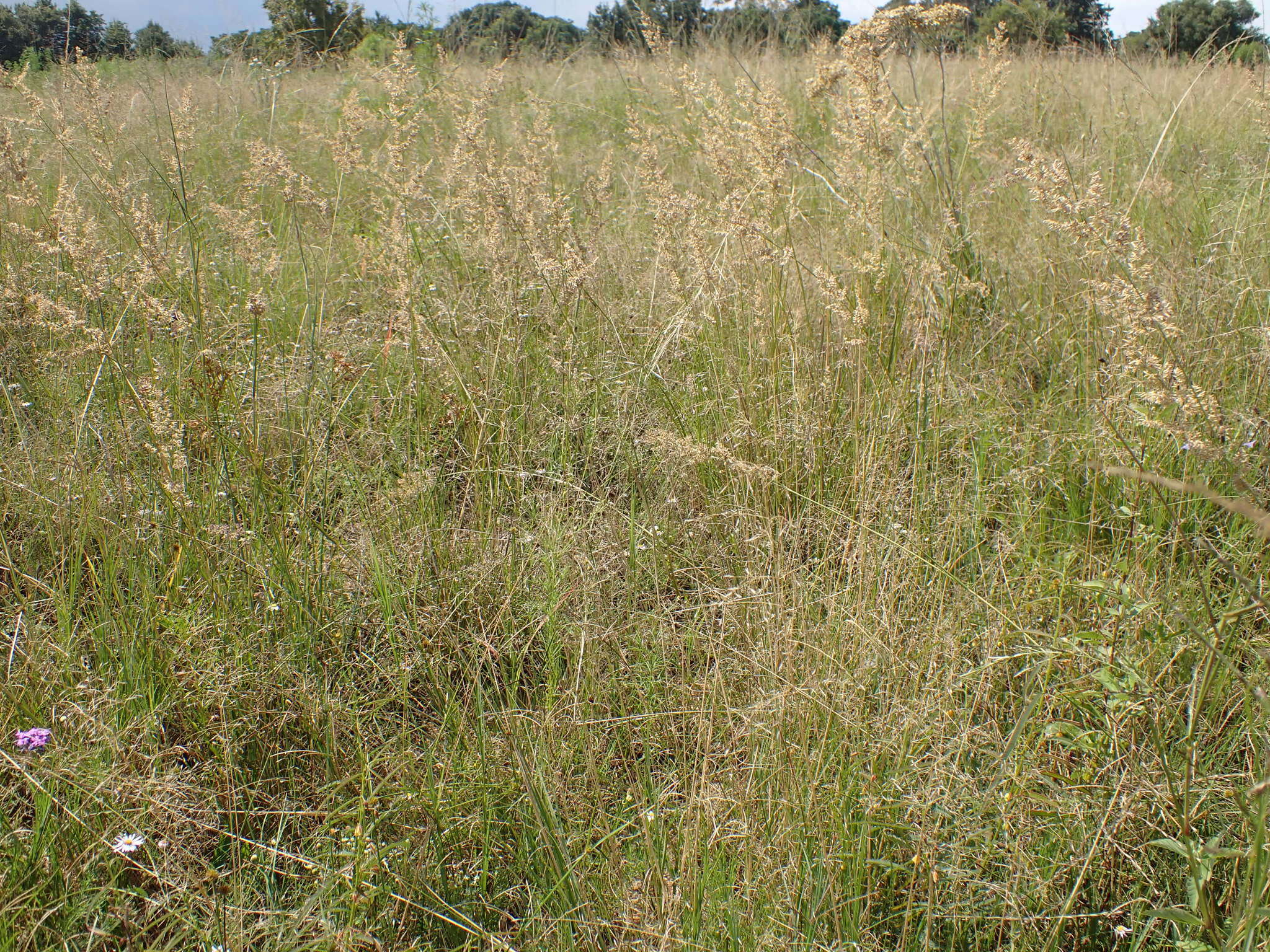 Image of Gumgrass