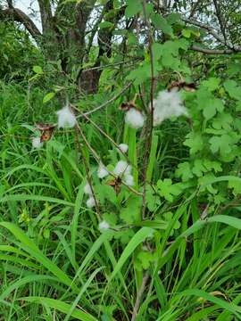 Gossypium herbaceum subsp. africanum (Watt) Vollesen resmi