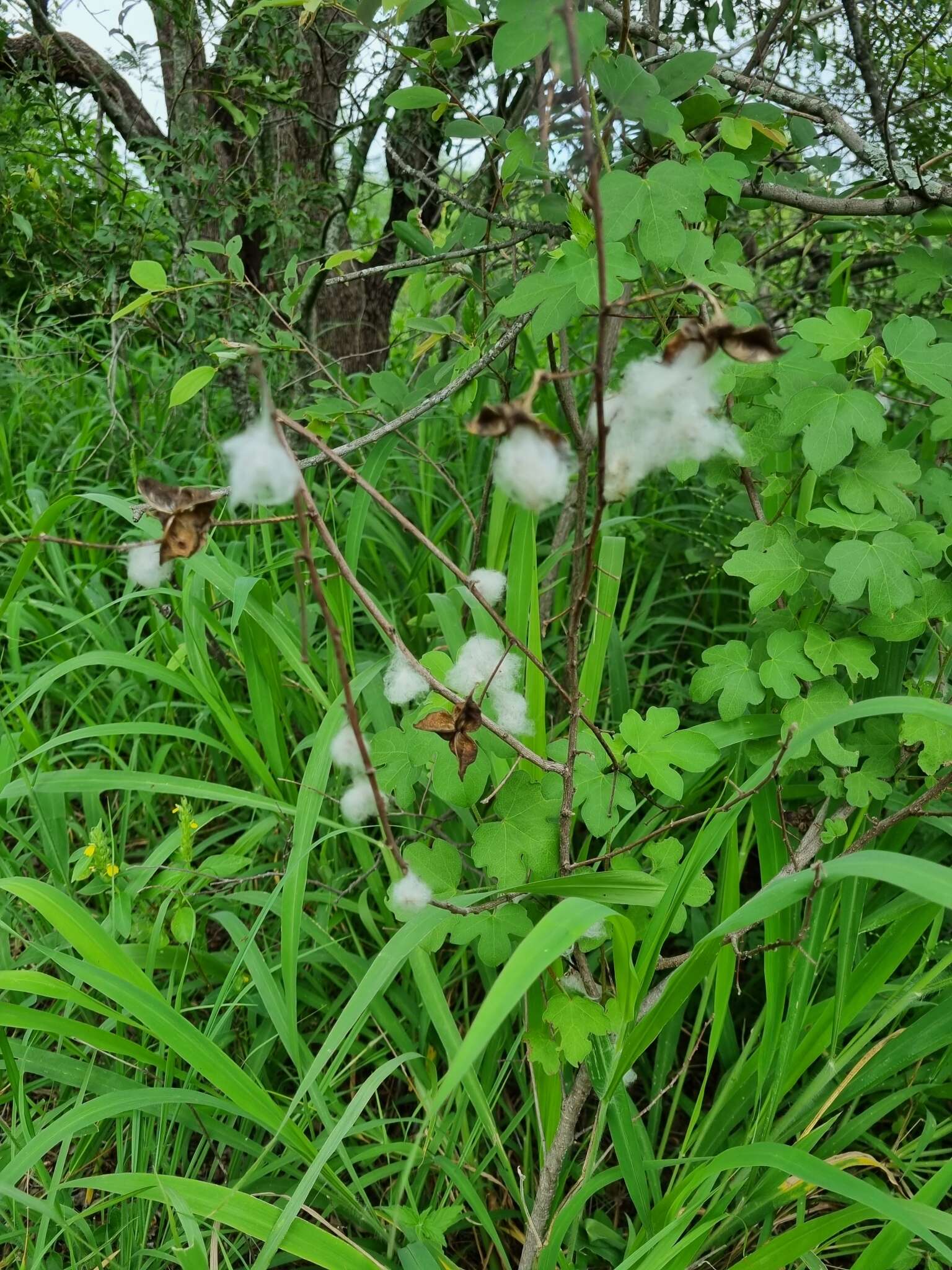 Image of Gossypium herbaceum subsp. africanum (Watt) Vollesen