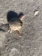 Image of Mottled Purse Crab