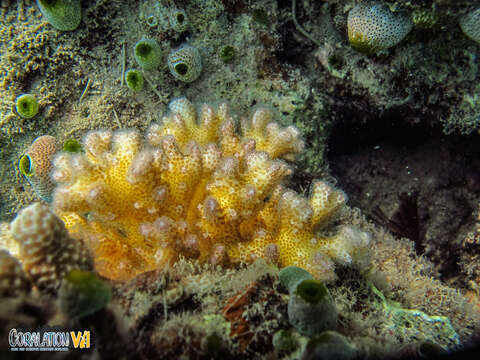 Image of Cauliflower Coral