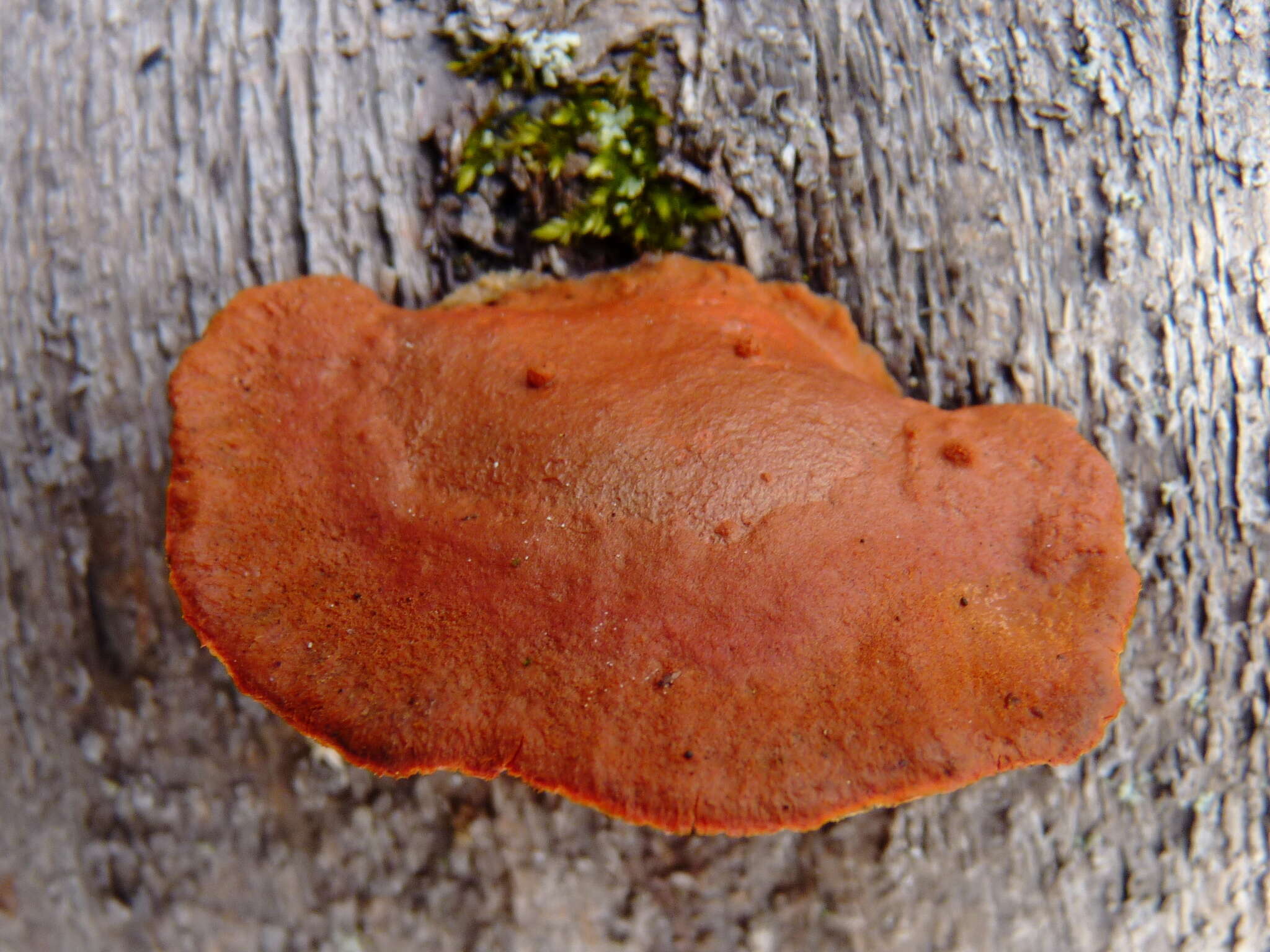 Imagem de Pycnoporus cinnabarinus (Jacq.) P. Karst. 1881