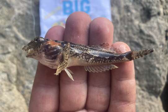 Image of Bonehead sculpin