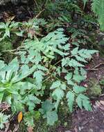 Слика од Daucus elegans (Webb ex Bolle) Spalik, Banasiak & Reduron