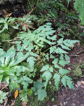 Image of Daucus elegans (Webb ex Bolle) Spalik, Banasiak & Reduron