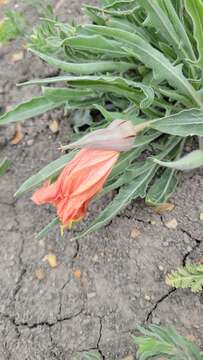 Oenothera howardii (A. Nels.) W. L. Wagner resmi