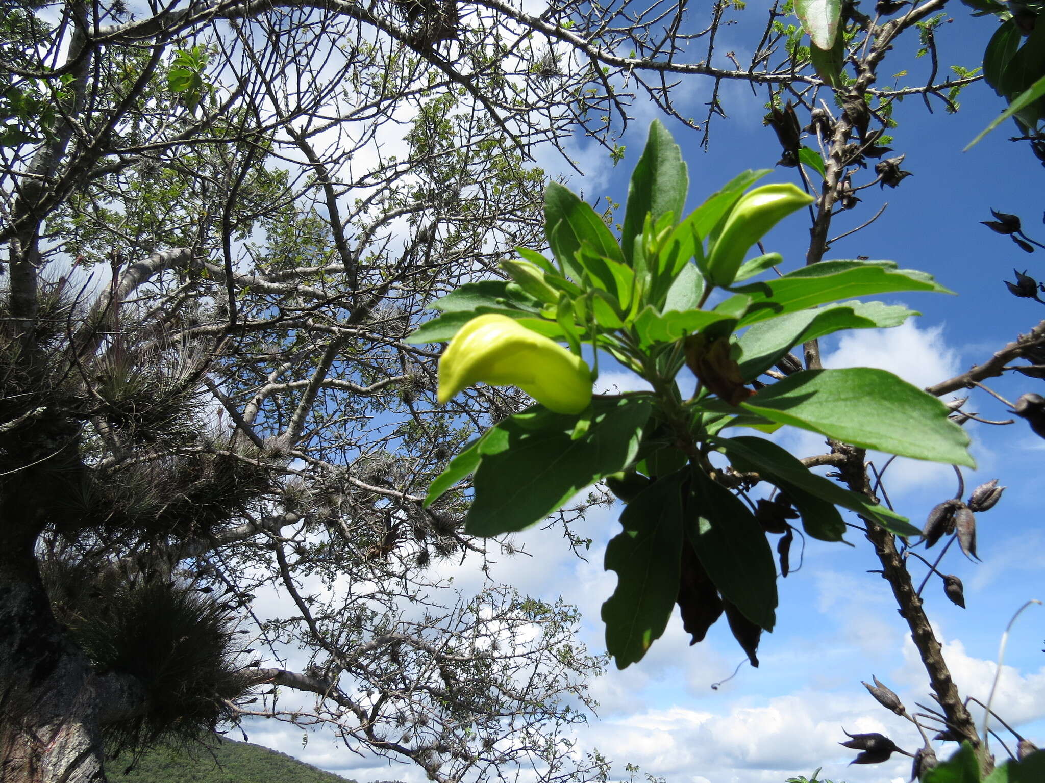 Image of Eremogeton grandiflorus (A. Gray) Standley & L. O. Williams