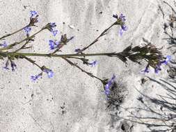 Image de Lobelia comosa L.