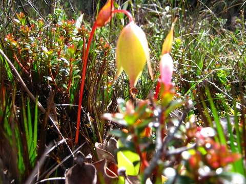 Image of Heliamphora nutans Benth.