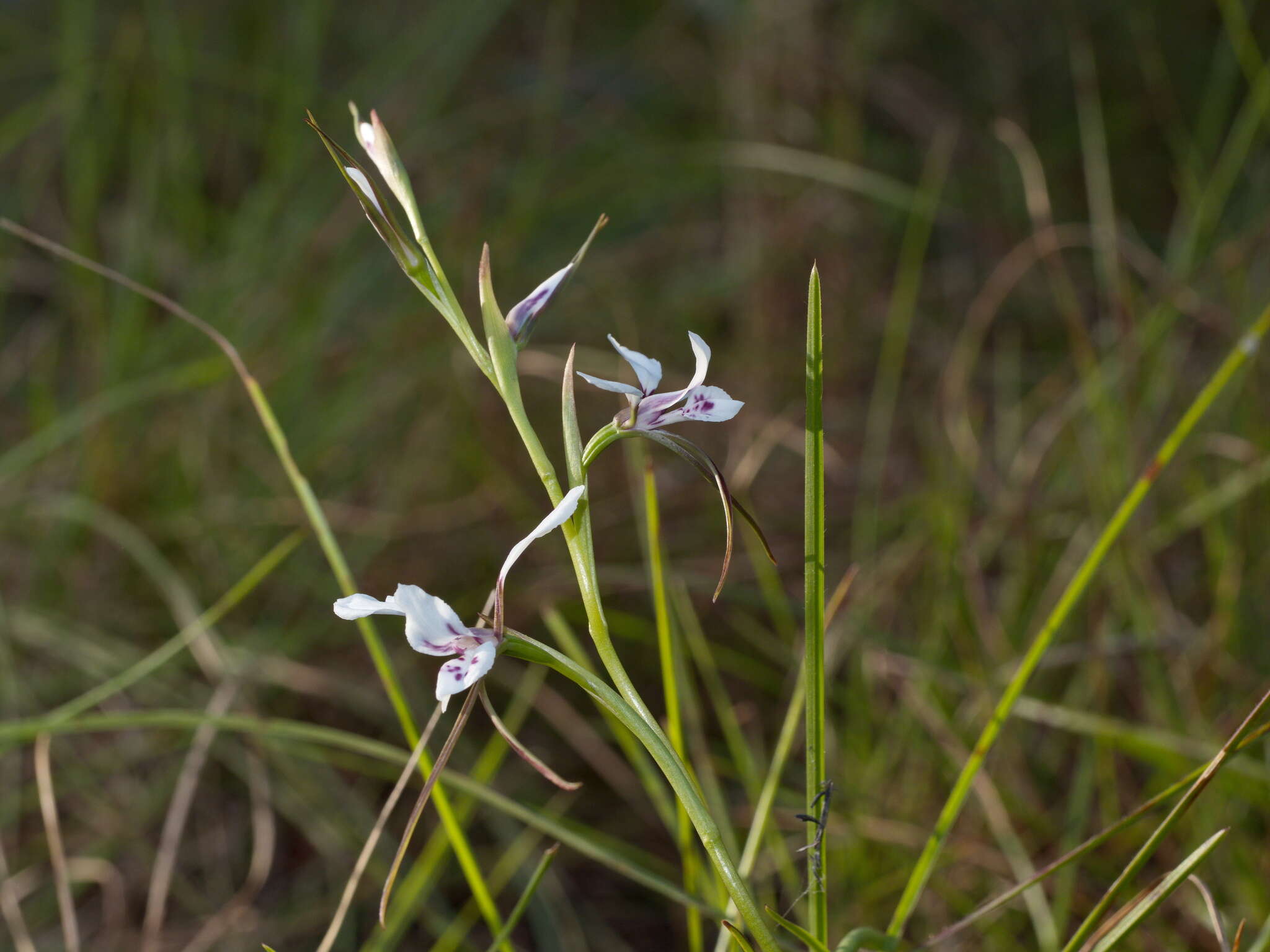 Image of White donkey orchid