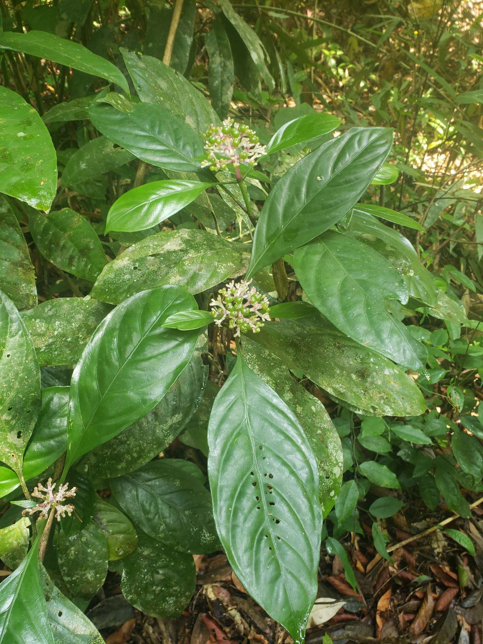 Imagem de Chassalia curviflora (Wall.) Thwaites