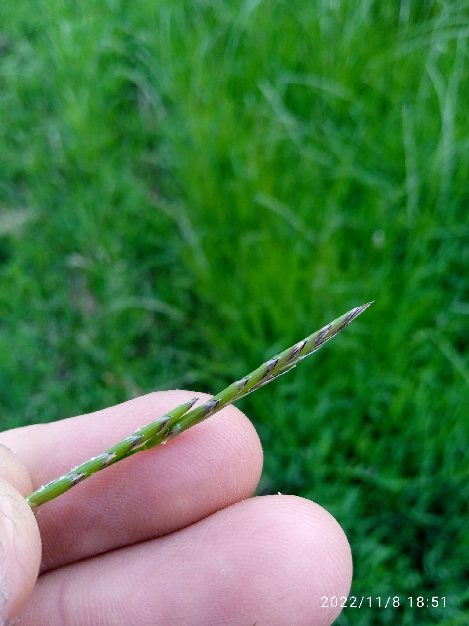 Image of Waxy Manna Grass