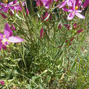 Image of Centaurium quadrifolium subsp. linariifolium (Lam.) G. López González