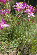 Image of Centaurium quadrifolium subsp. linariifolium (Lam.) G. López González