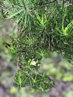 Image of Thin-leafed Darwin's Shrub