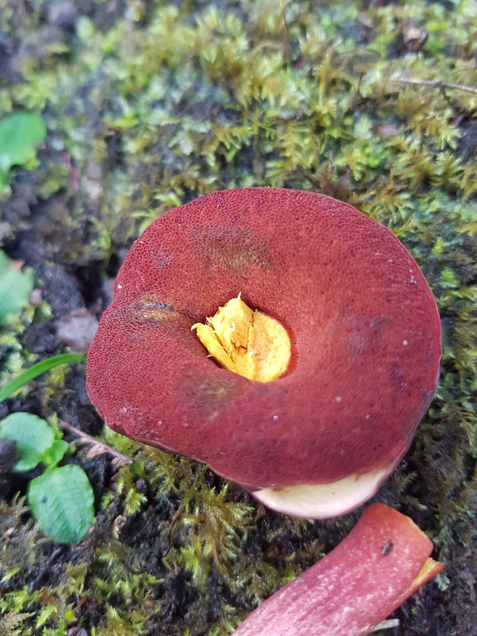 Image of Boletus tasmanicus Hongo & A. K. Mills 1989