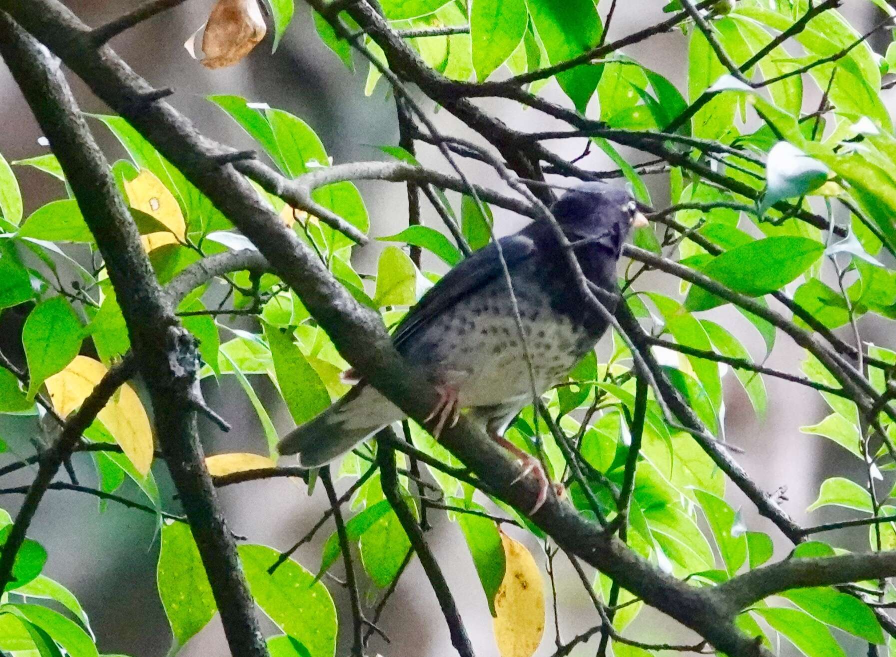 Image of Janpanese Thrush