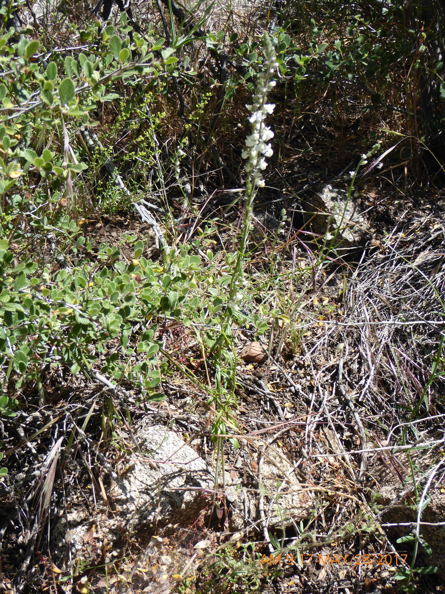 Image of Coulter's snapdragon