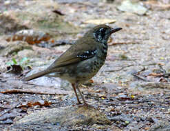 Image of Spot-winged Thrush