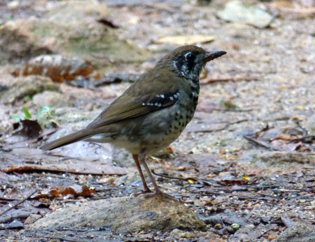 Geokichla spiloptera (Blyth 1847)的圖片