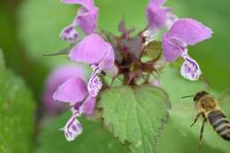 Image of spotted dead-nettle