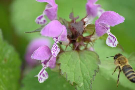 Image of spotted dead-nettle