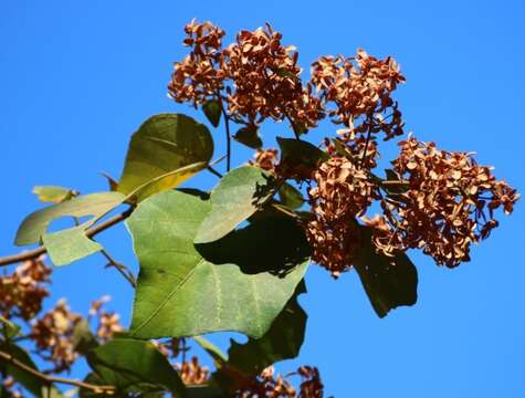 Kydia calycina Roxb. resmi