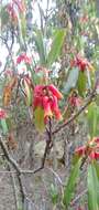 Image de Rhododendron keysii Nutt.