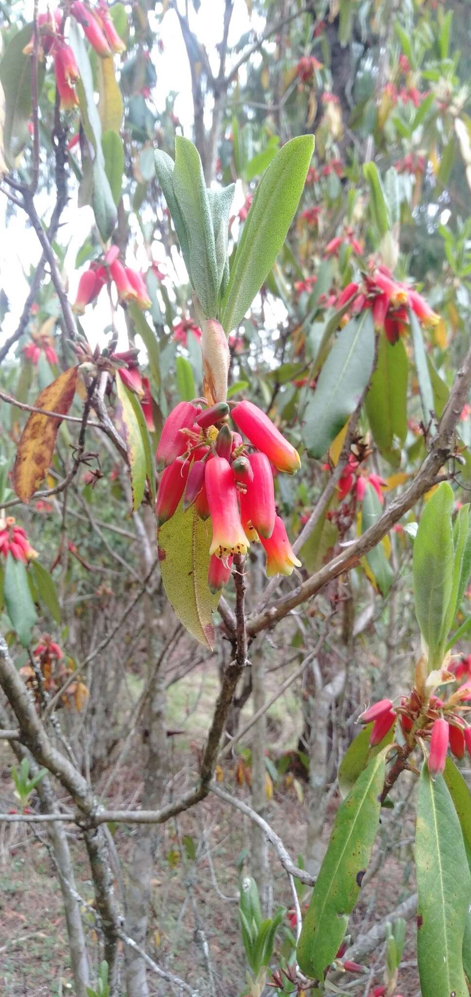 Image de Rhododendron keysii Nutt.