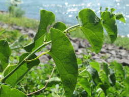 Plancia ëd Aristolochia clematitis L.