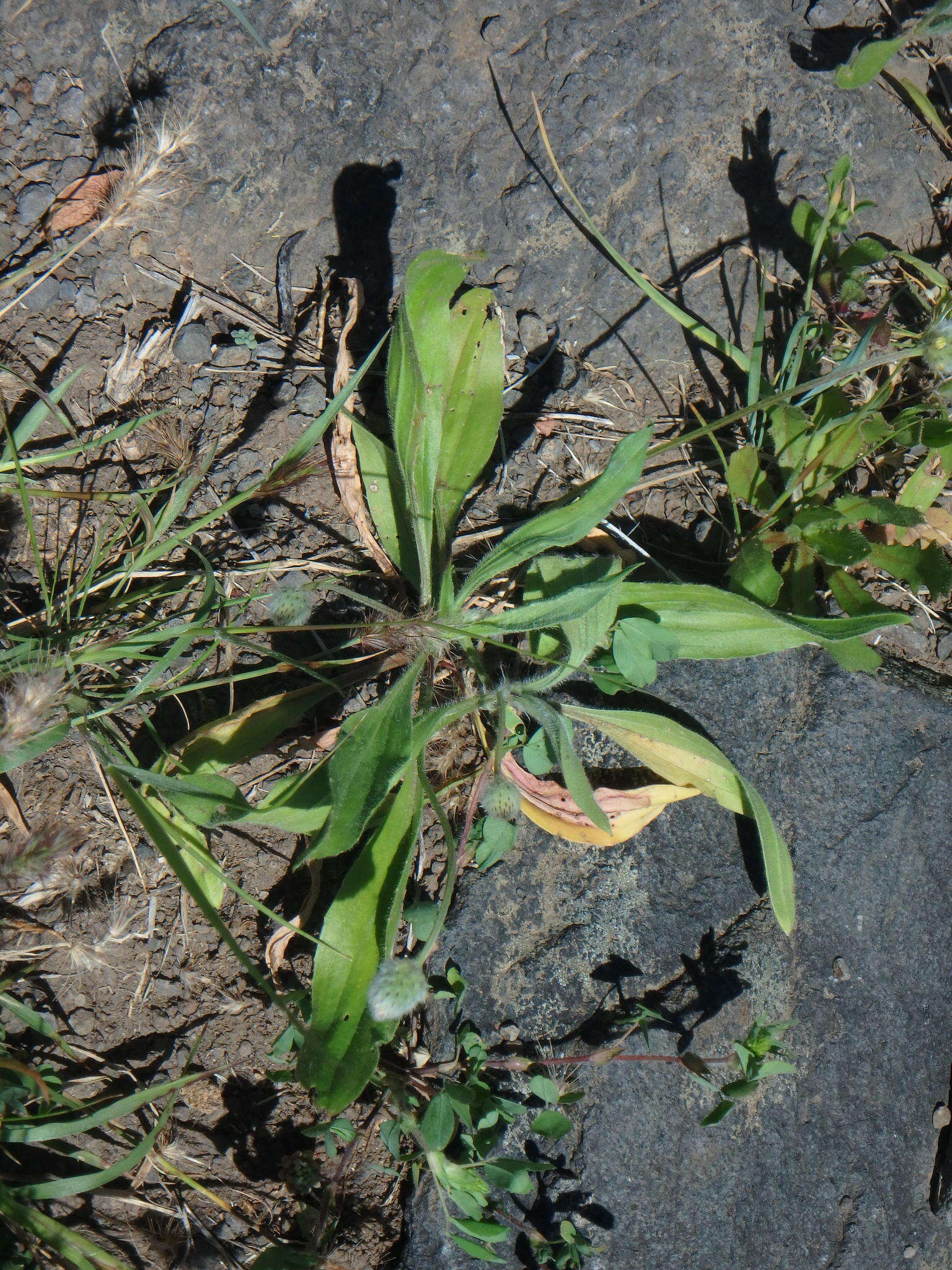 Plancia ëd Plantago lagopus L.