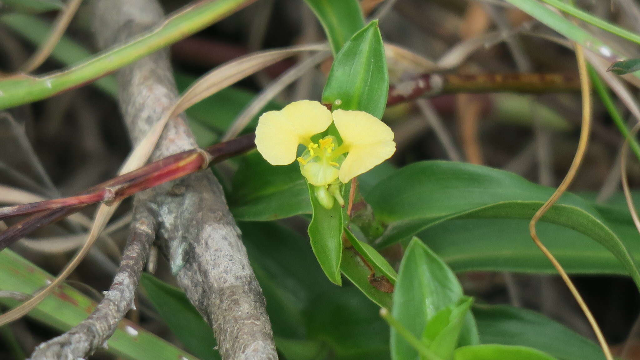 Imagem de Commelina africana L.