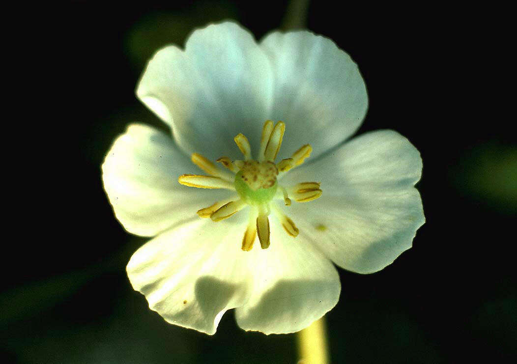 Image of mayapple