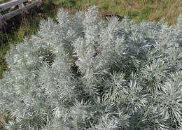 Image of Artemisia arborescens L.