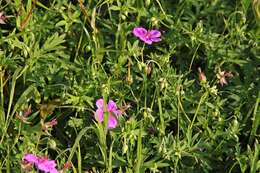 Sivun Geranium soboliferum Kom. kuva