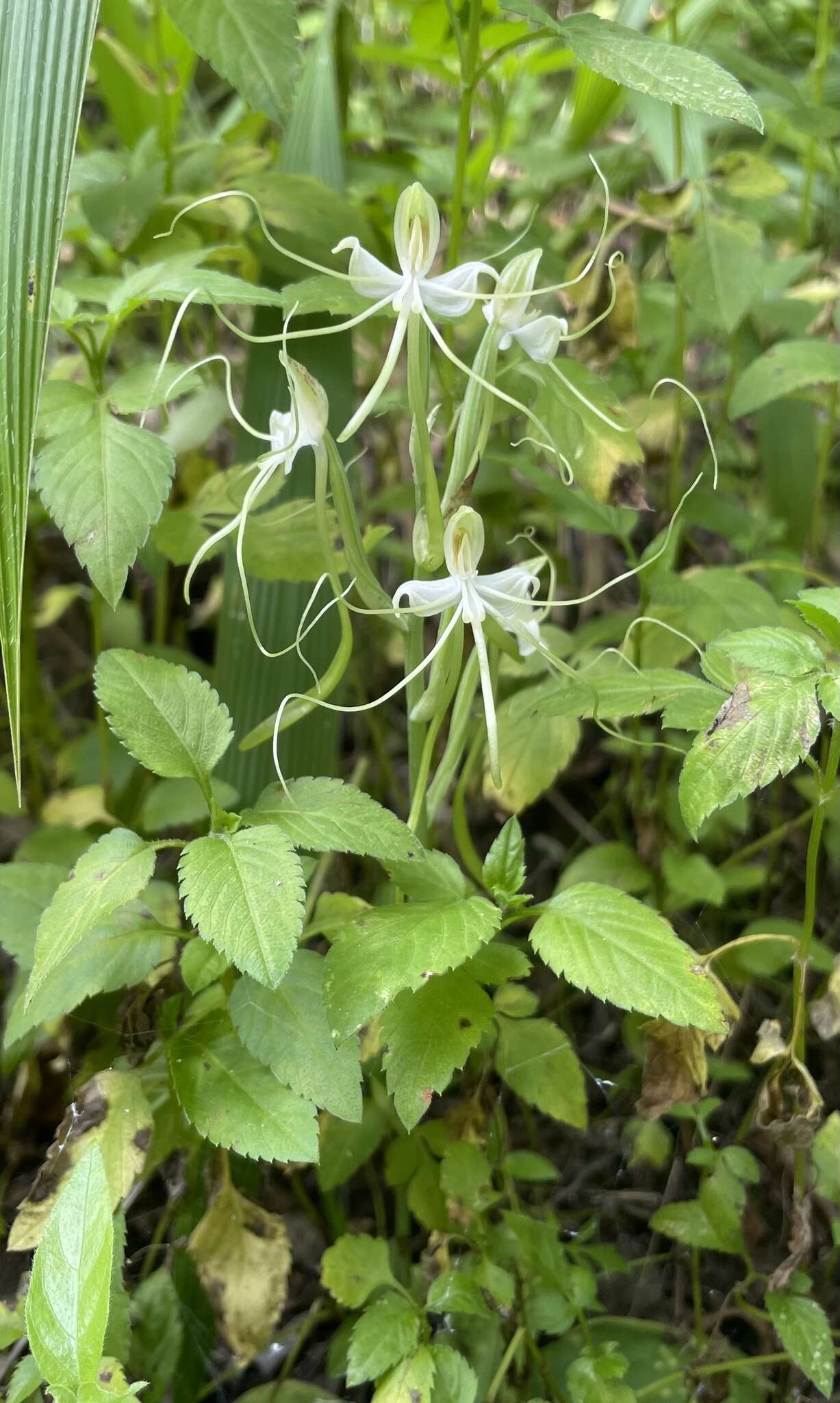 Bonatea polypodantha (Rchb. fil.) L. Bolus resmi