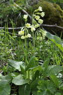 Image of elatior hybrid primroses