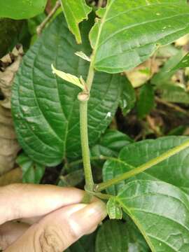 Image of Jamaican pepper