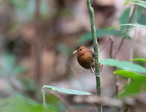 Image of White-throated Antbird