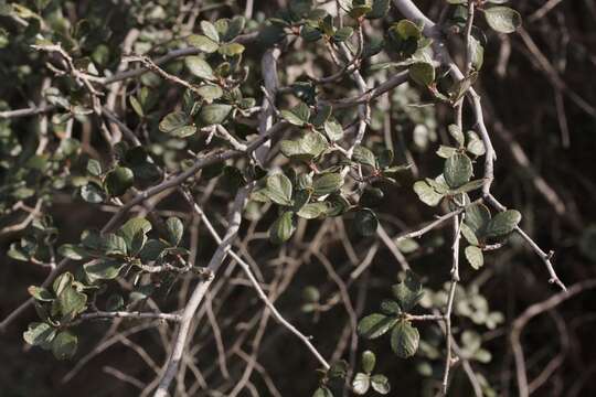 Cercocarpus montanus var. glaber (S. Wats.) F. L. Martin resmi