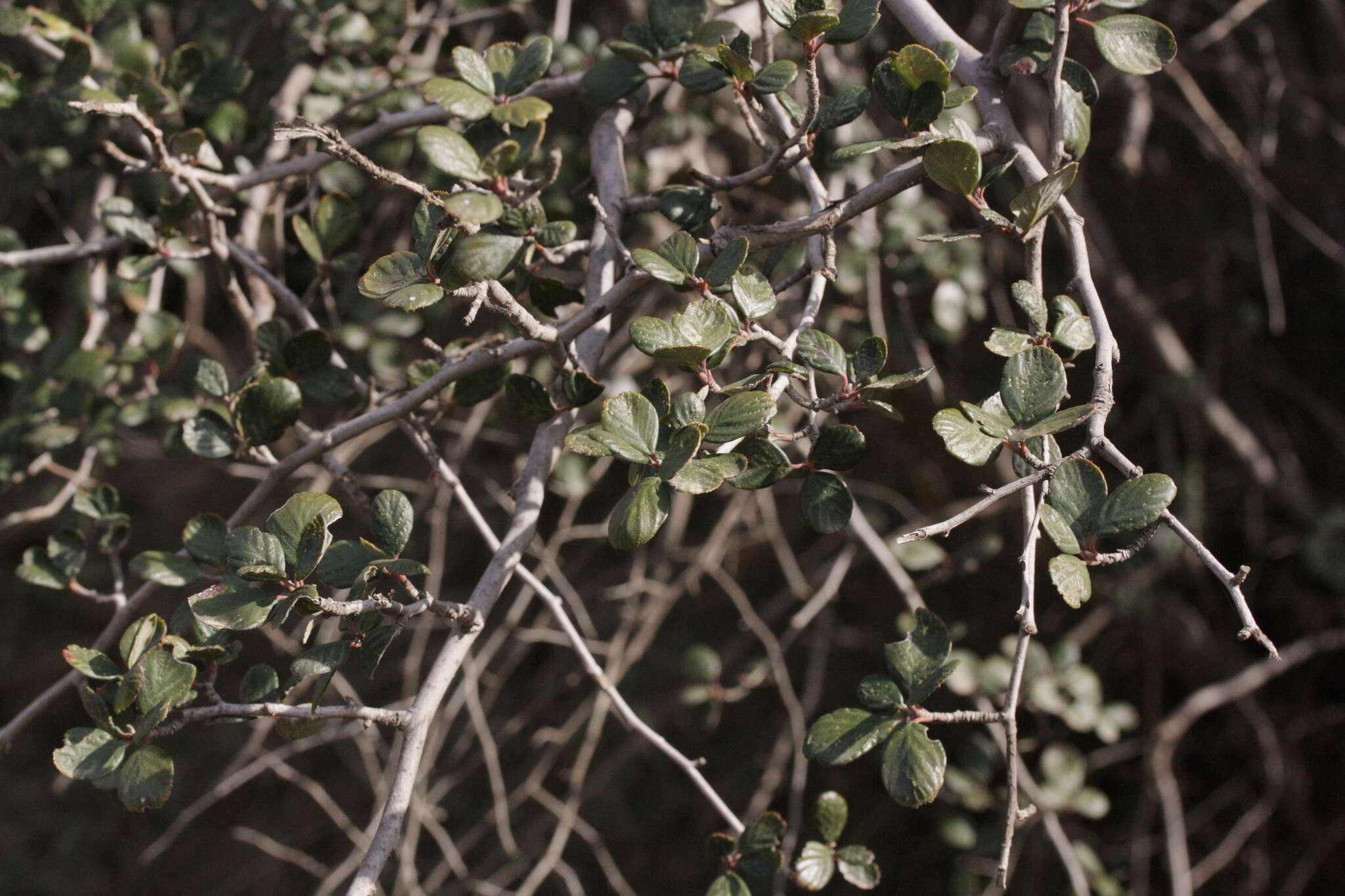 Image of Birch-leaf Mountain-mahogany