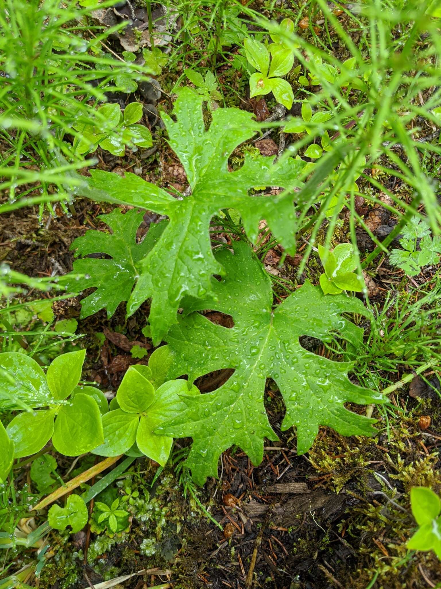 Image of arctic sweet coltsfoot