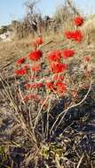 Image of Combretum platypetalum Welw. ex Laws.