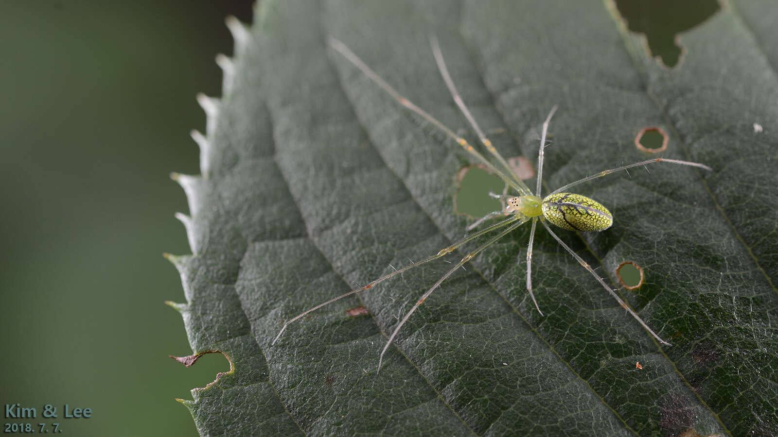 Image of Tetragnatha yesoensis Saito 1934