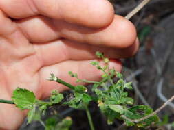 Image of Chiropetalum griseum Griseb.