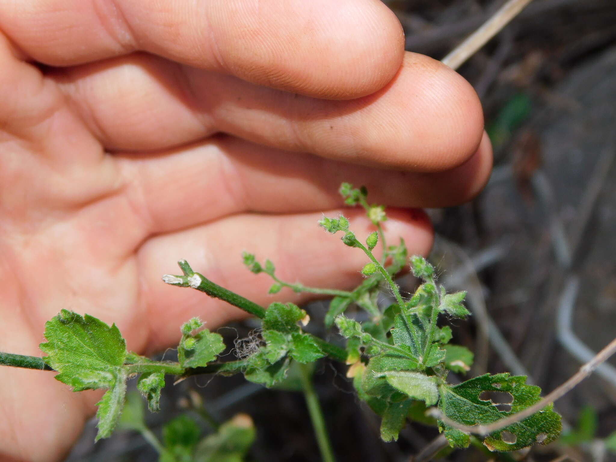 Image of Chiropetalum griseum Griseb.