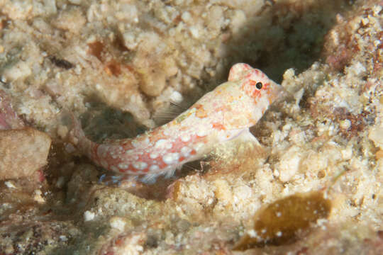 Image of Moyer&#39;s dragonet